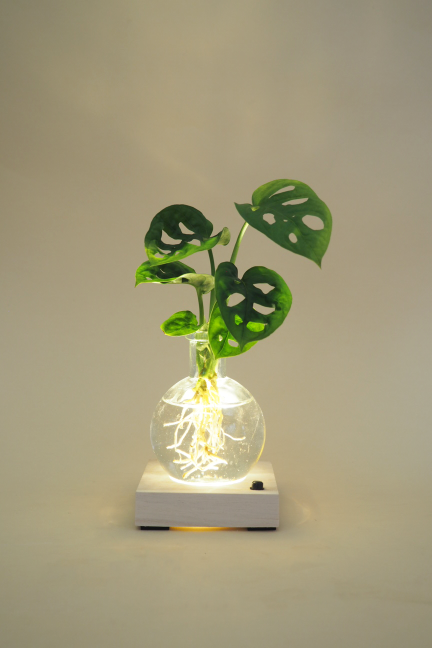 Plantelampe, Monstera