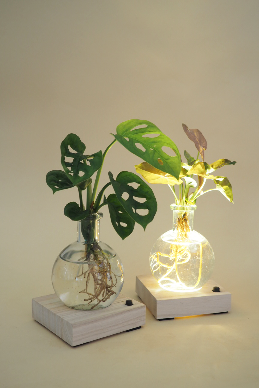 Plantelampe, Monstera