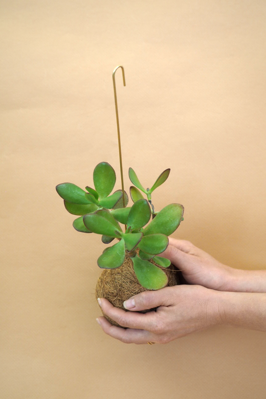 Planteplanet, Paradistræ