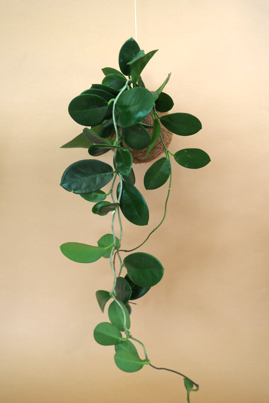 Planteplanet, Hoya carnosa