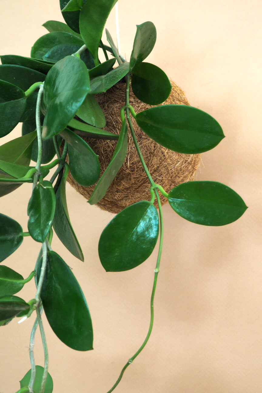 Planteplanet, Hoya carnosa