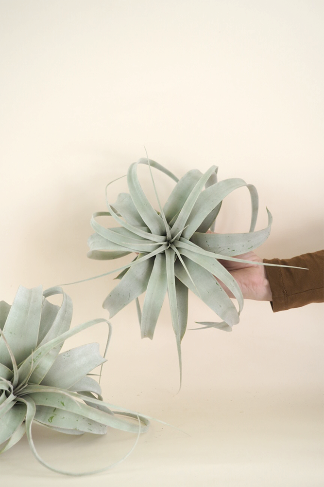 Tillandsia Xerographic