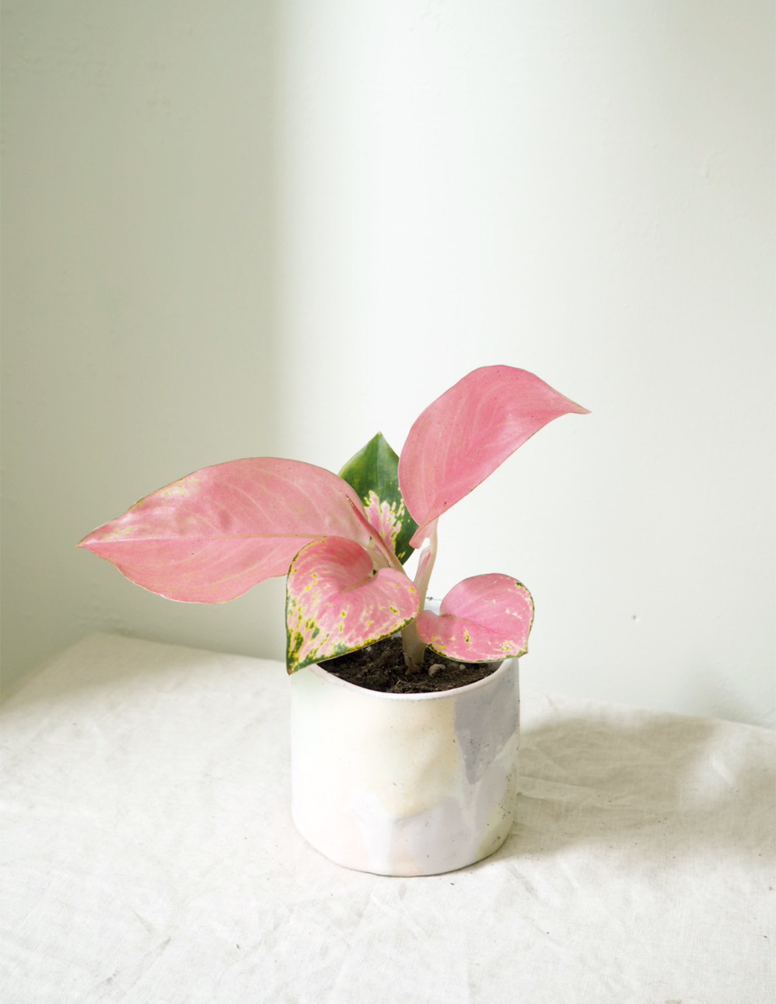 Aglaonema Spotted Star