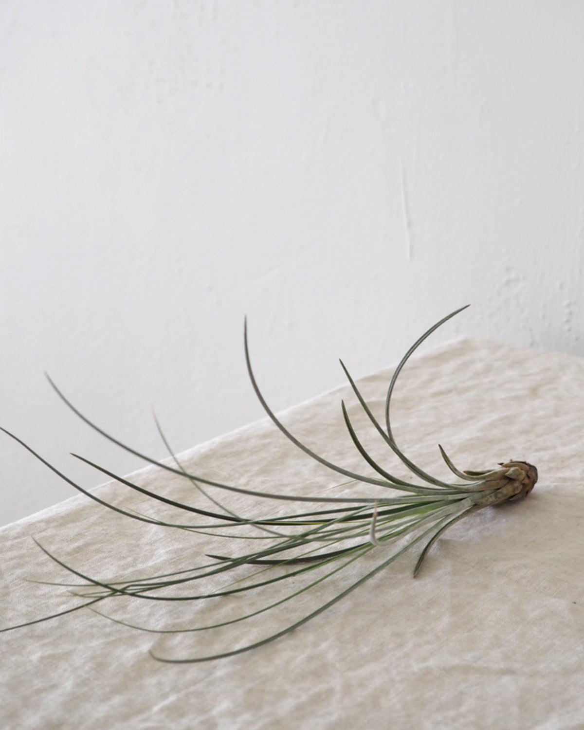 Air plants