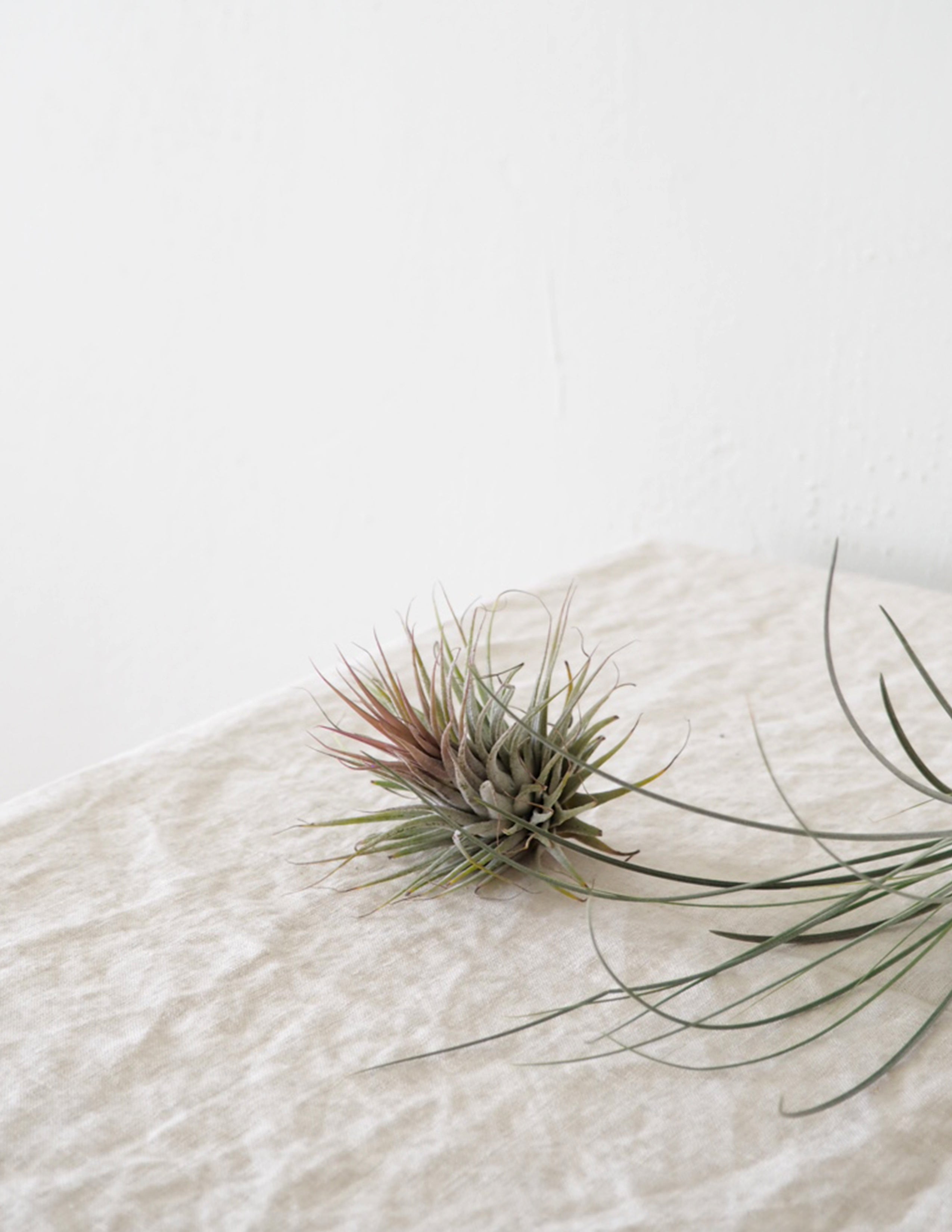 Air plants