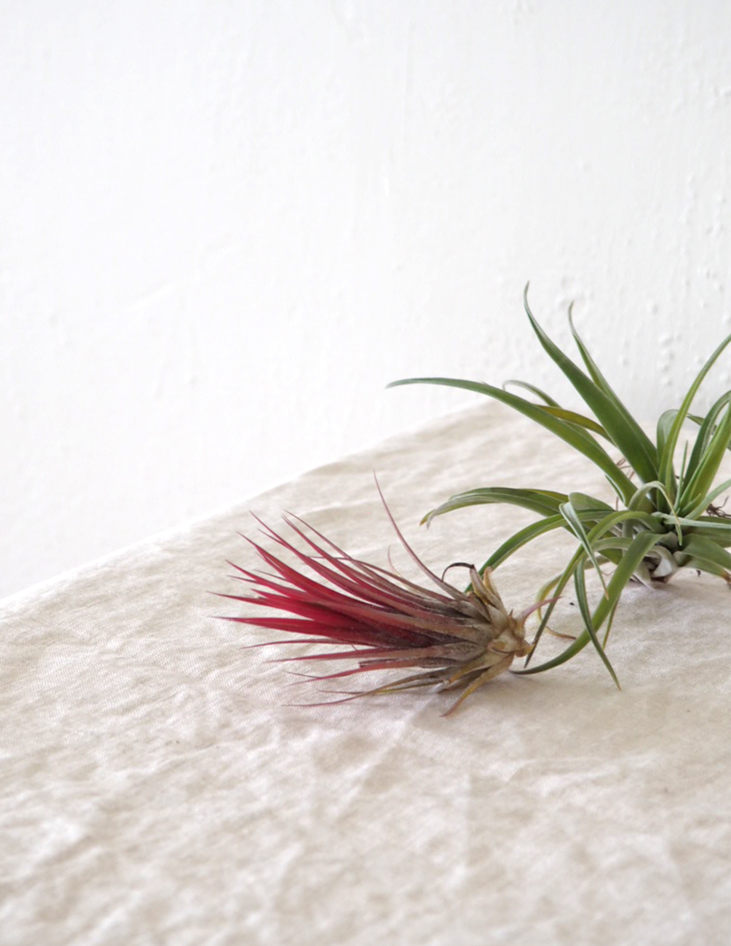 Air plants