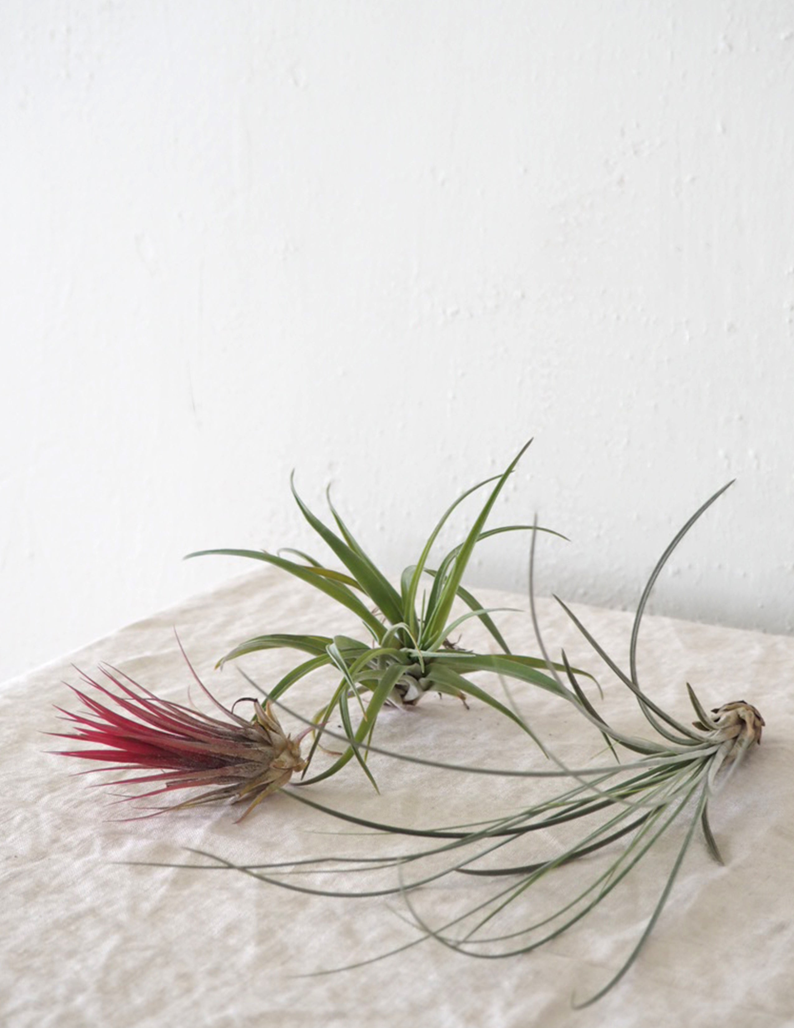 Air plants
