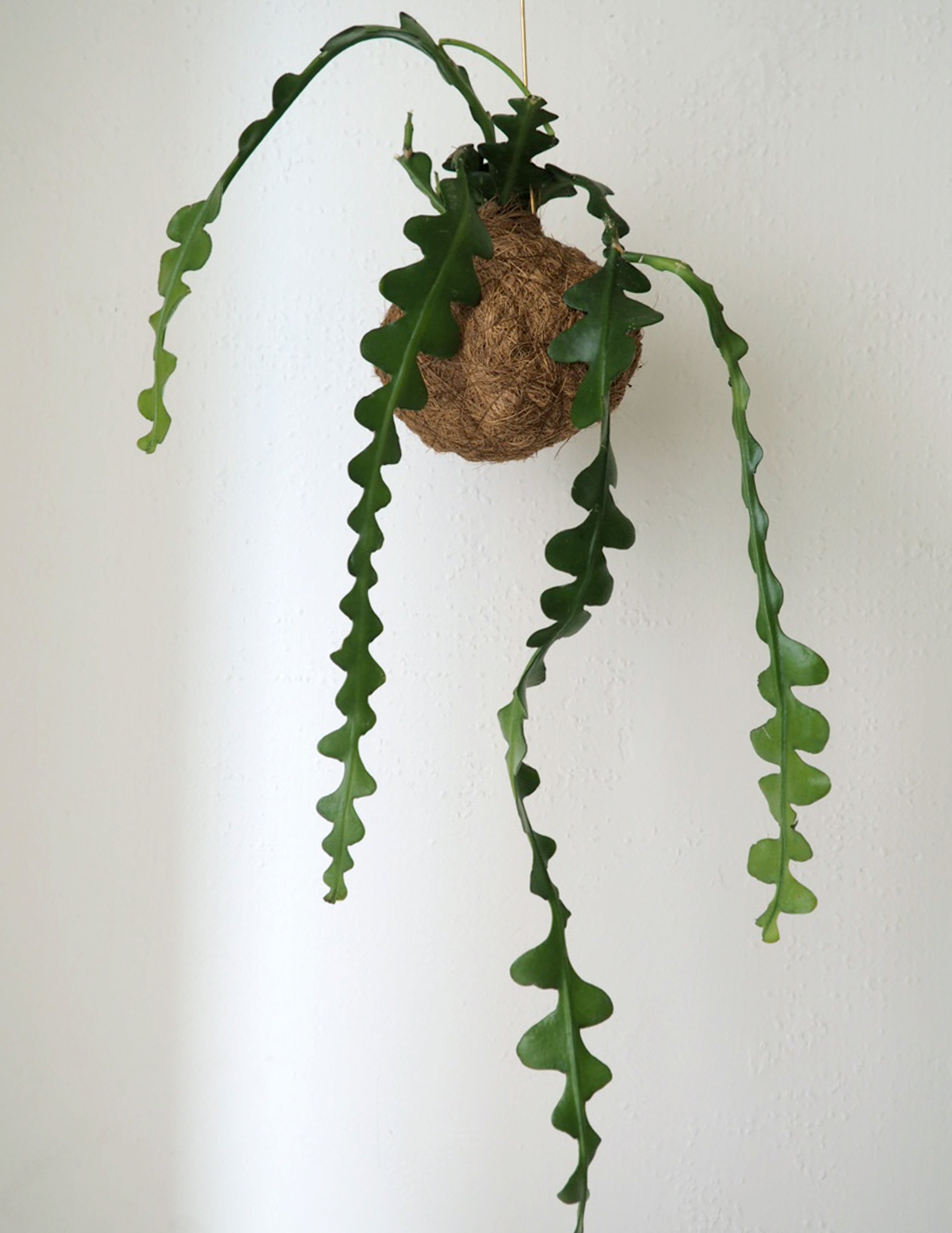 Planteplanet, Fiskebenskaktus