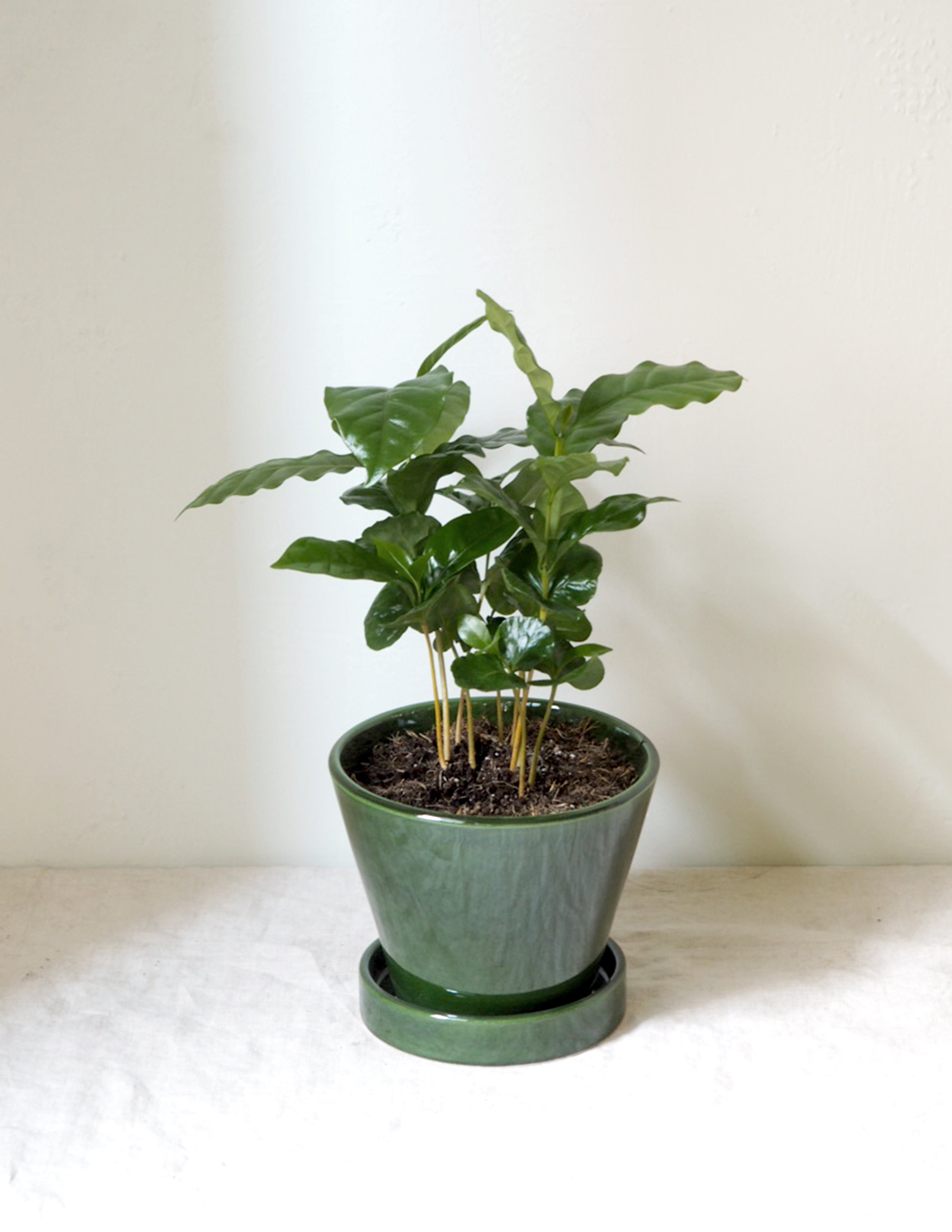 Kaffetræ - Coffee Arabica