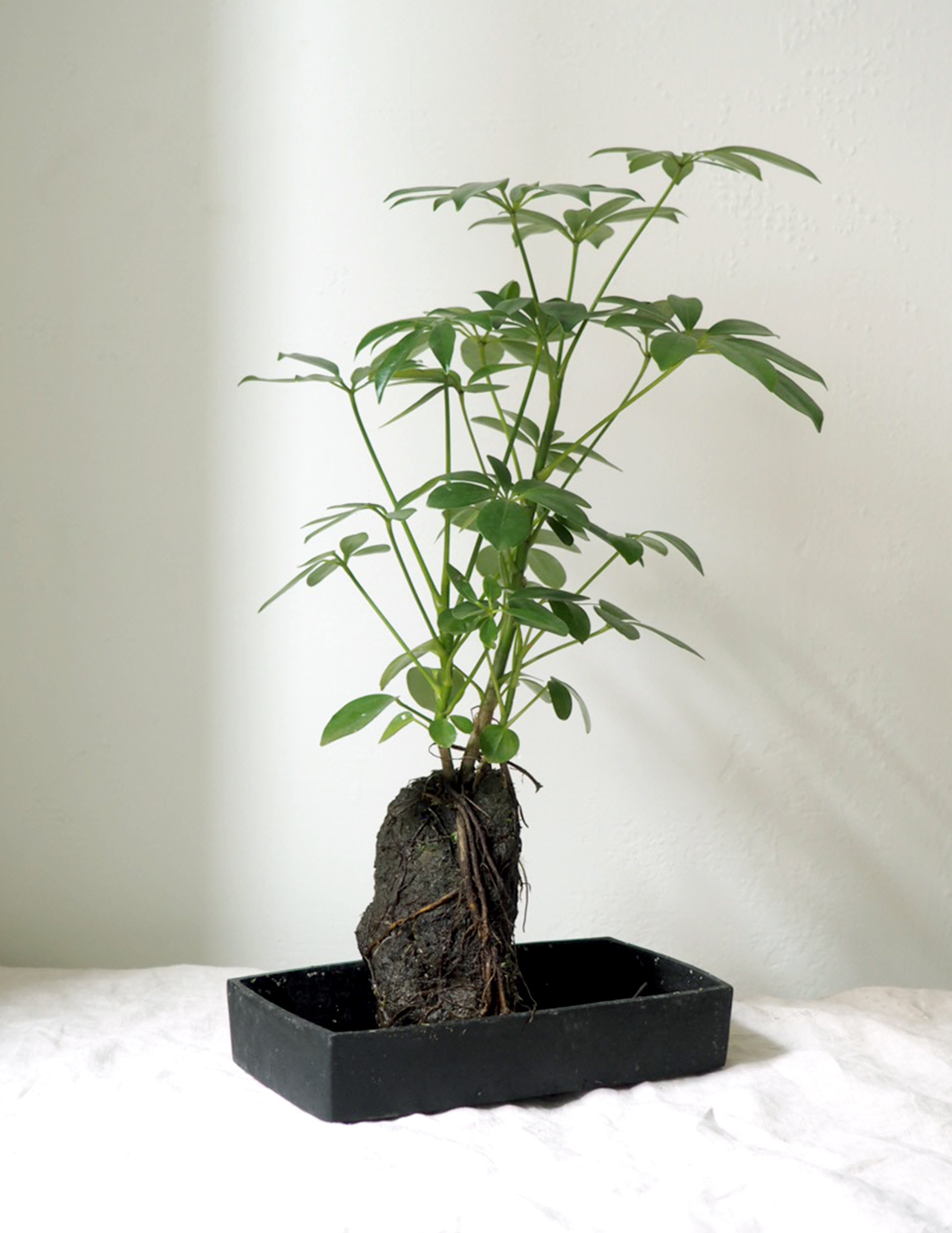 Schefflera på Lavasten