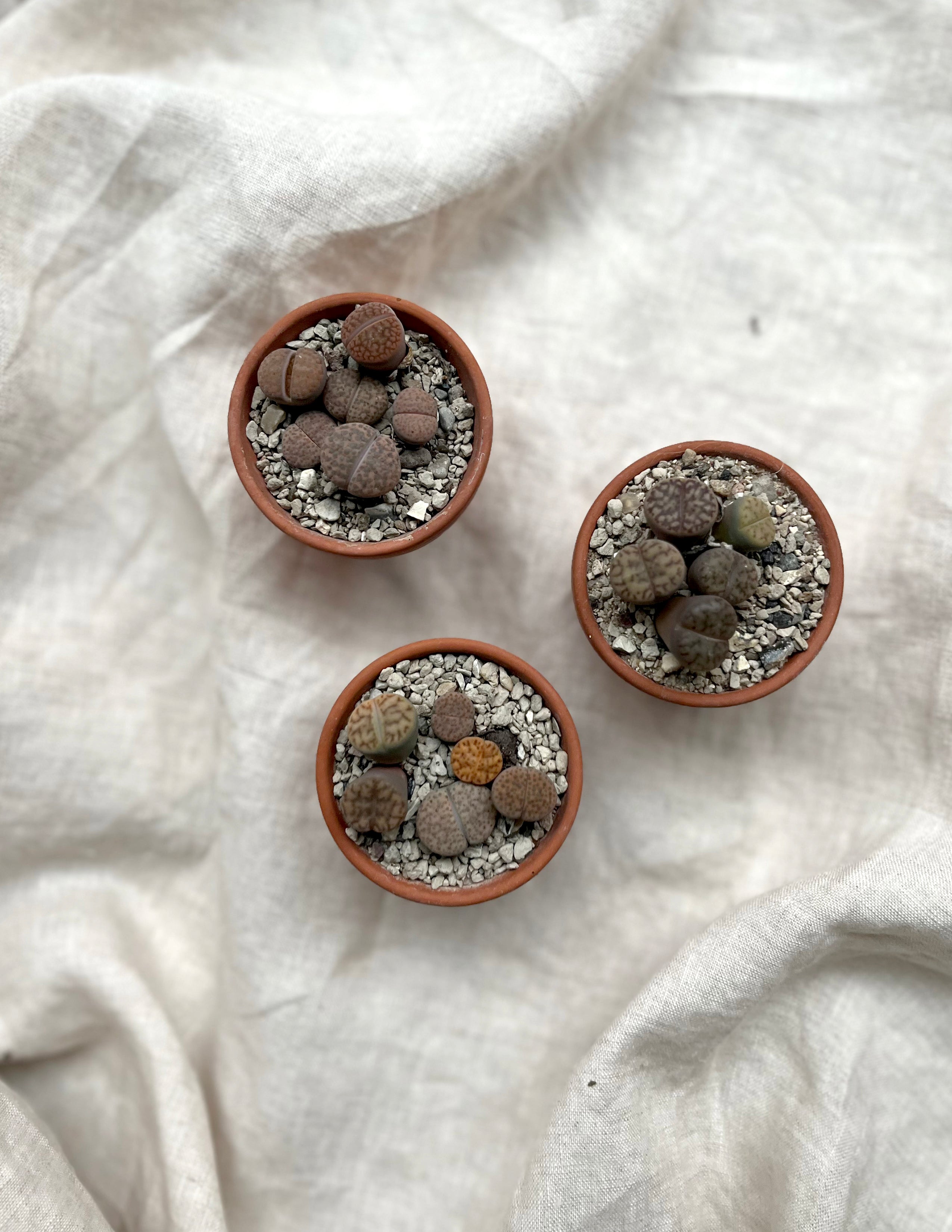 Levende sten - Lithops