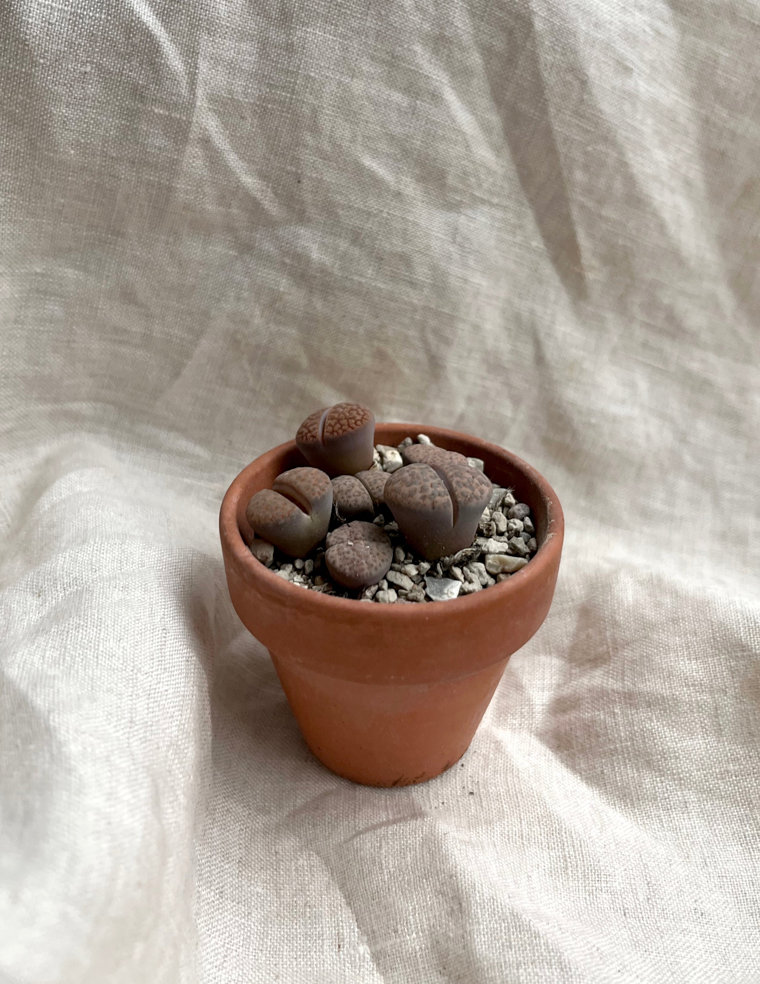 Levende sten - Lithops