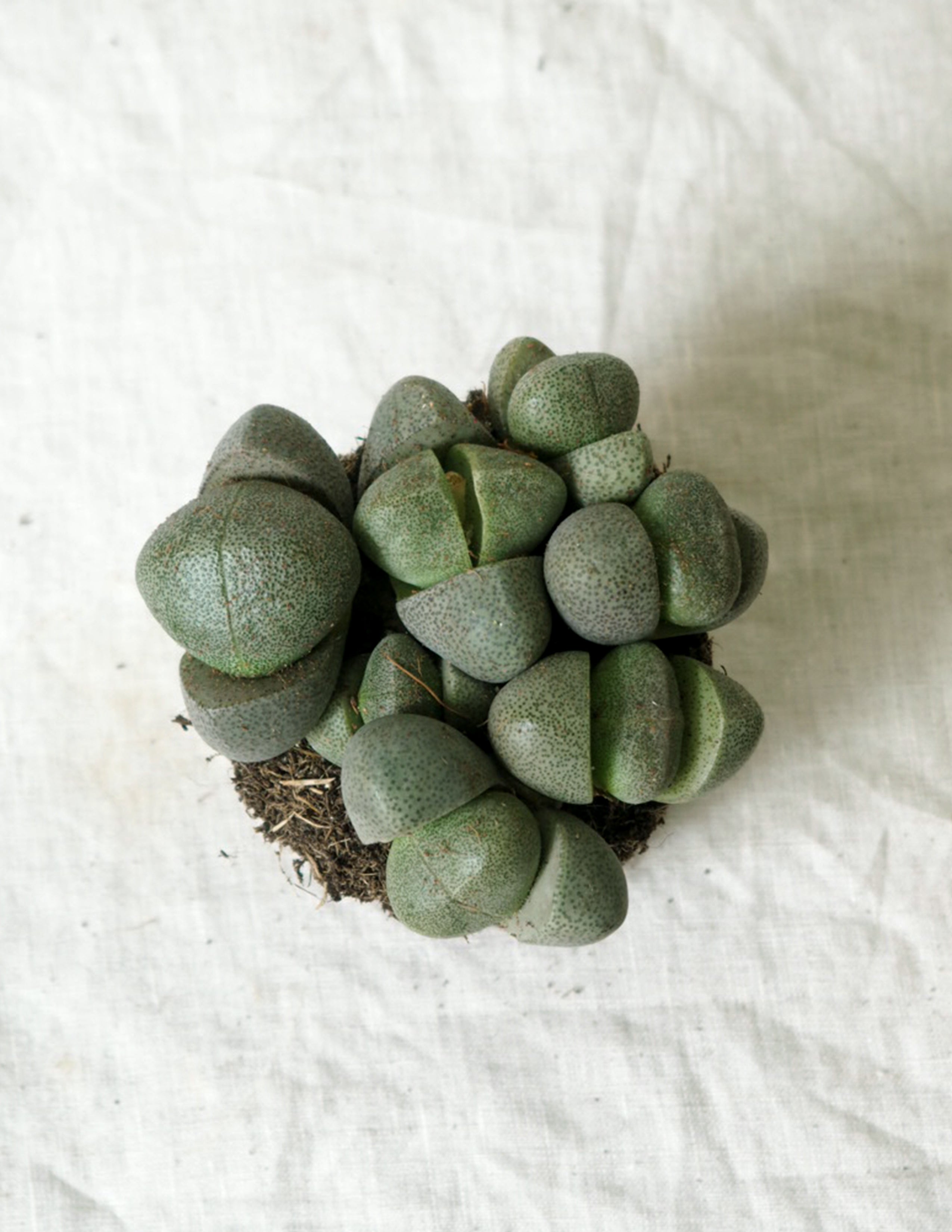 Levende Sten - Pleiospilos Nelii Green