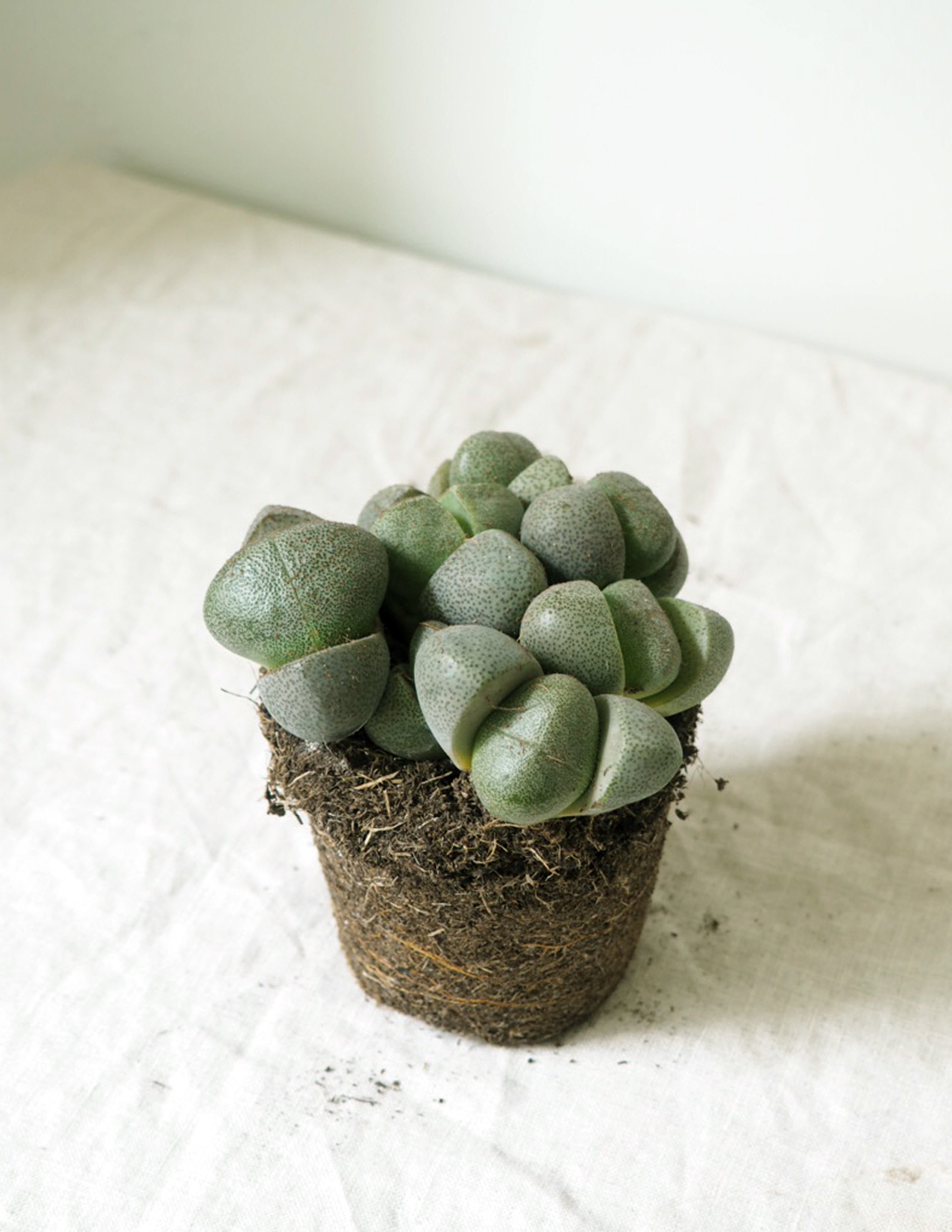 Levende Sten - Pleiospilos Nelii Green