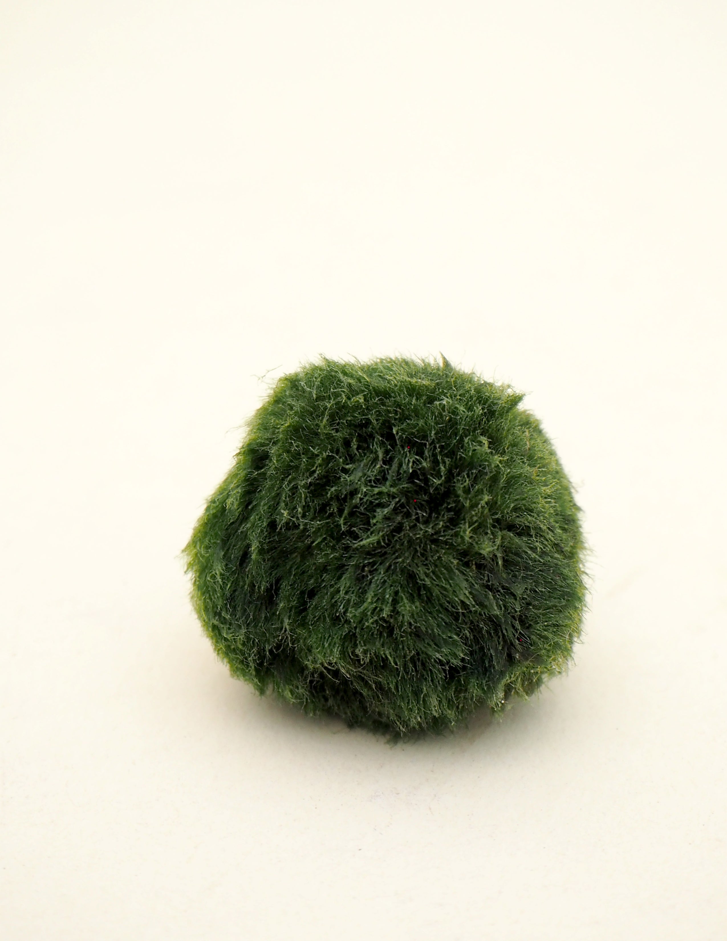 Marimo Moskugle i glas