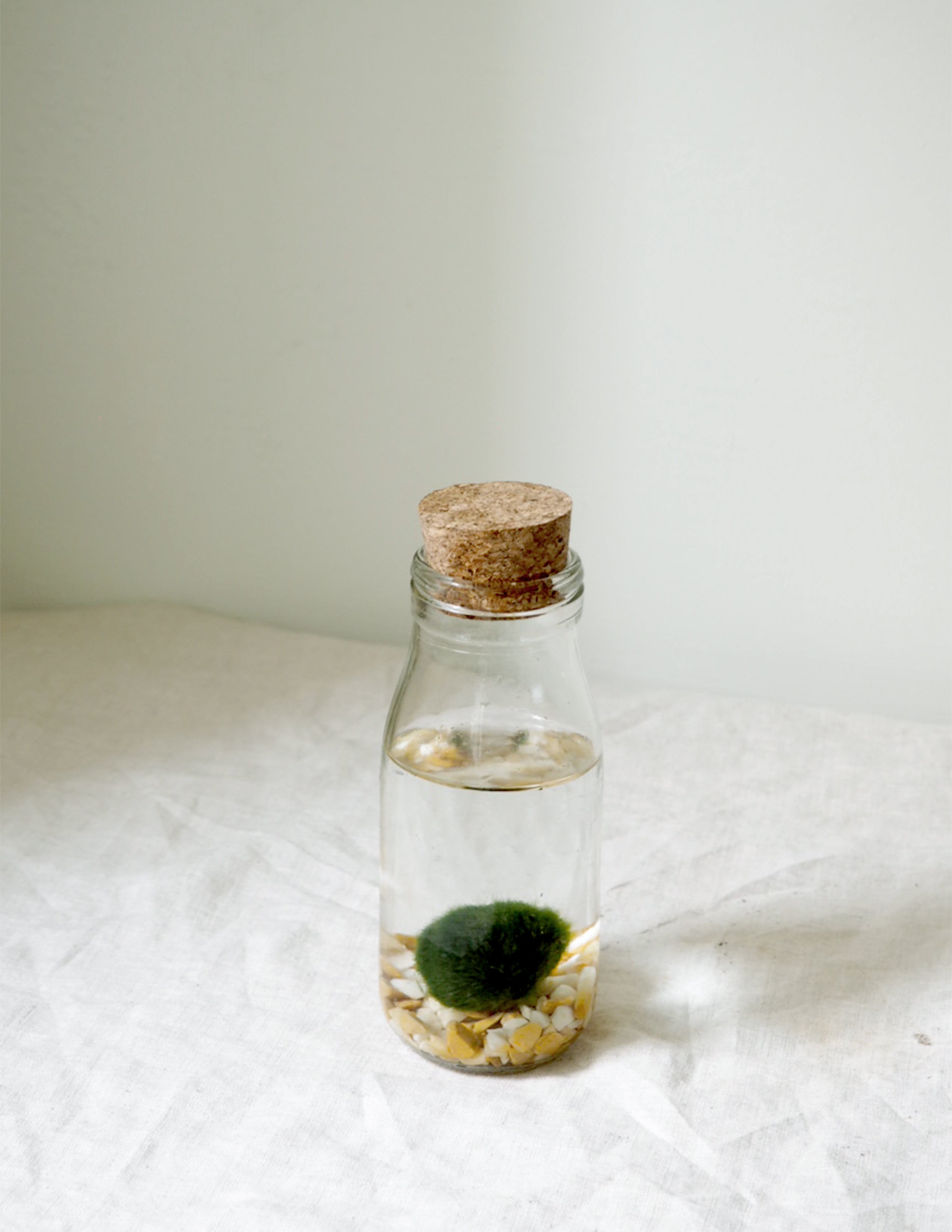 Marimo Moskugle i flaske