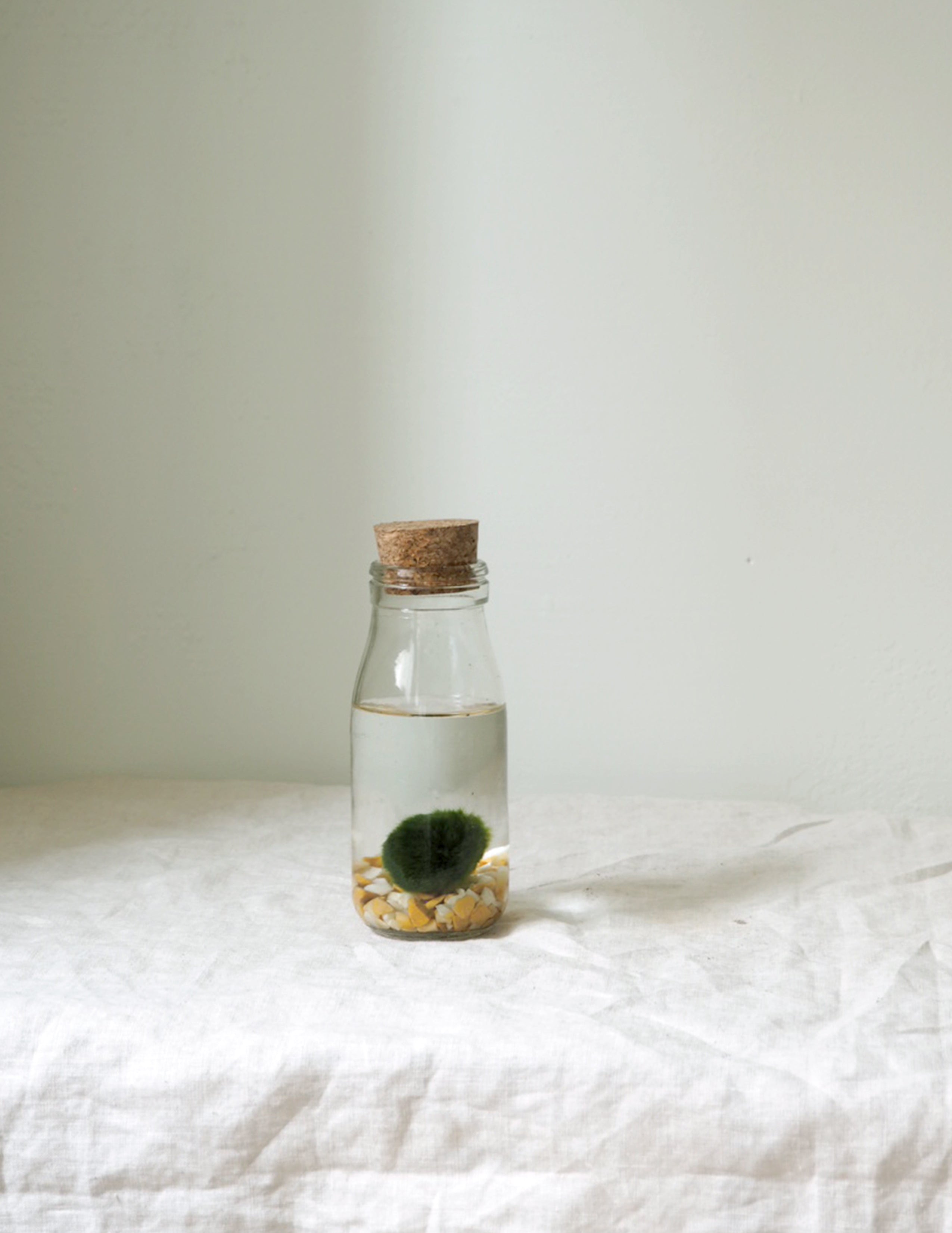 Marimo Moskugle i flaske