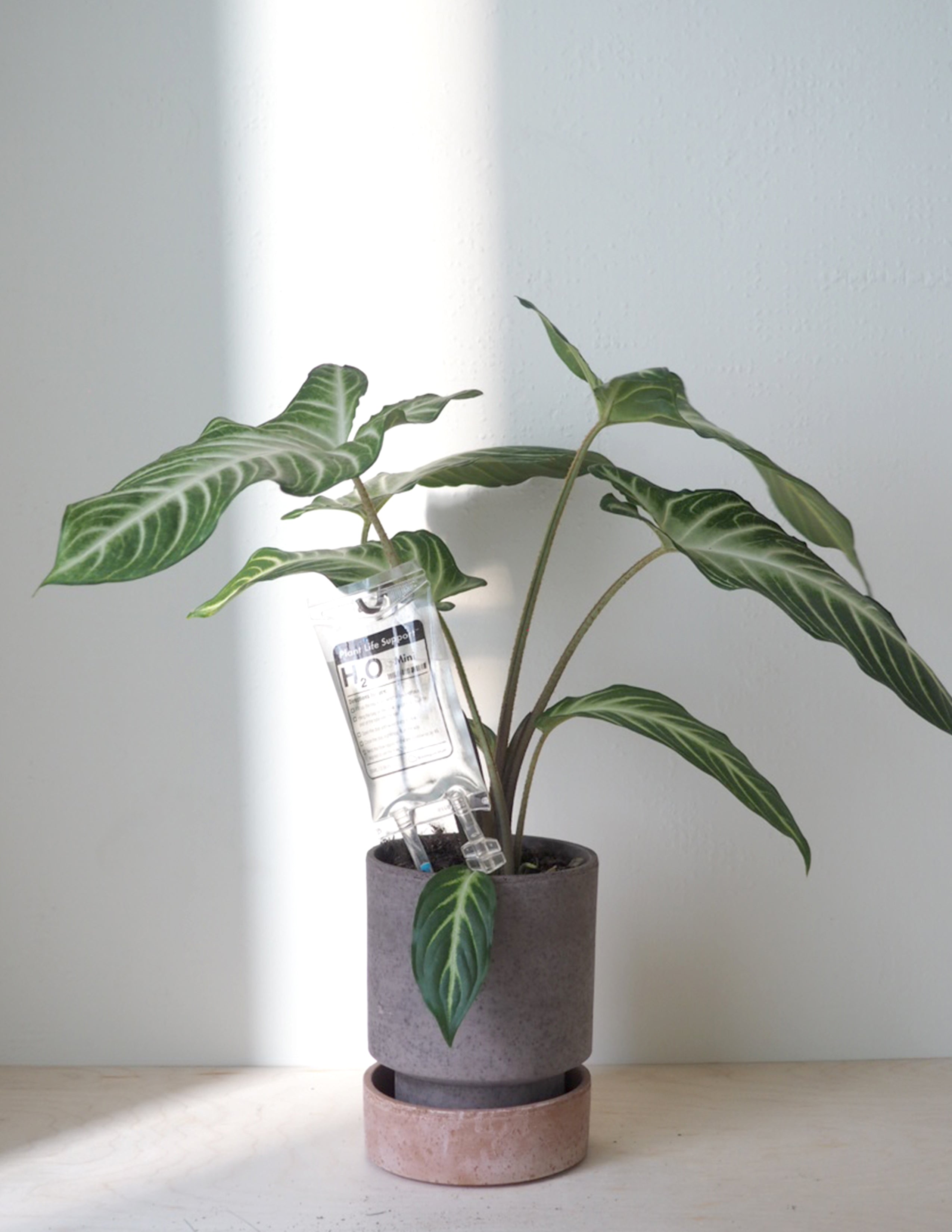 Selvvandende Plant Life support, lille