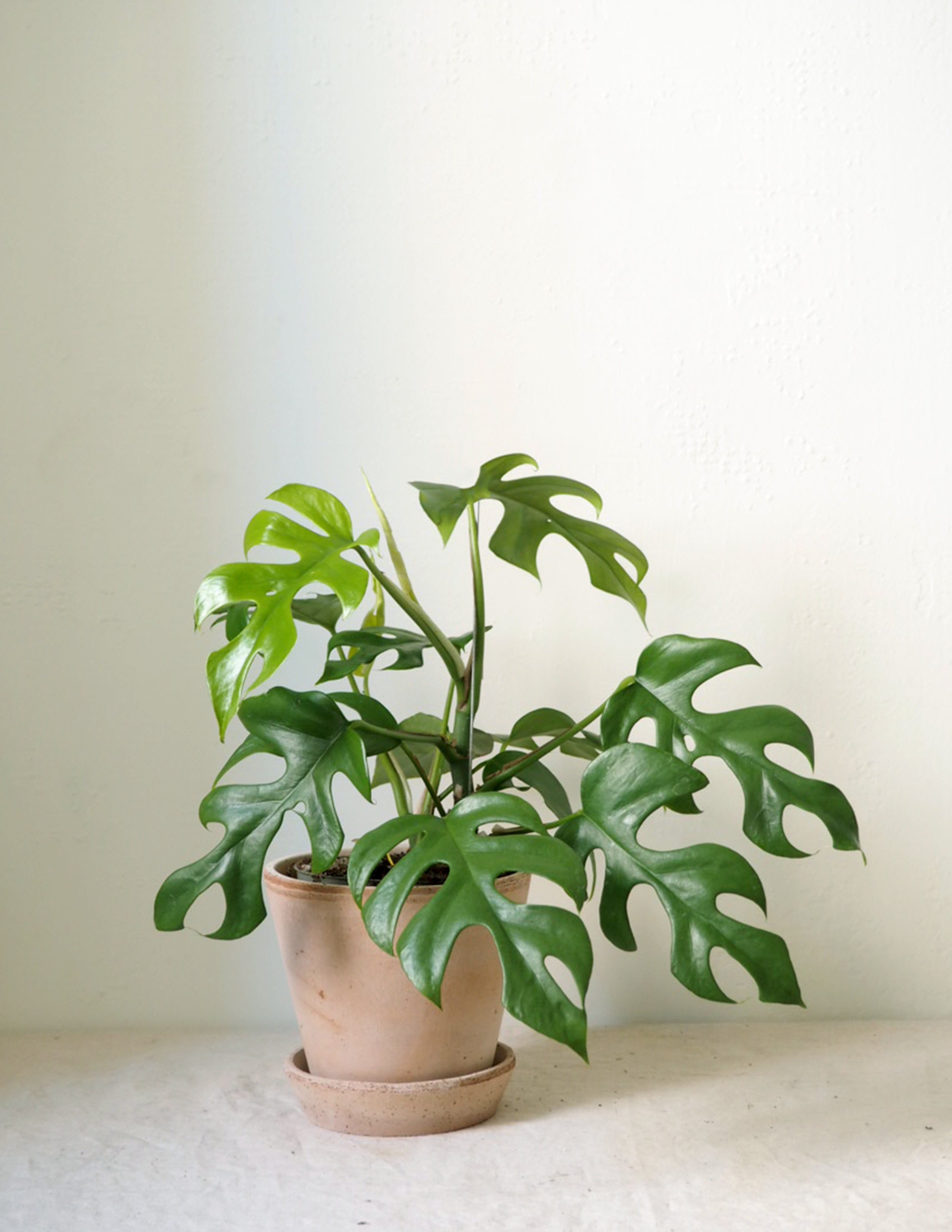 Philodendron Minima