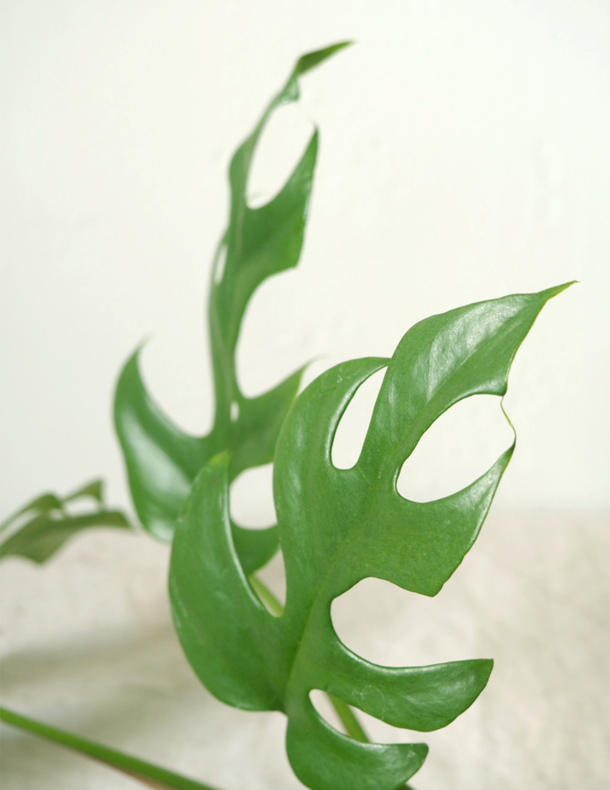 Philodendron Minima