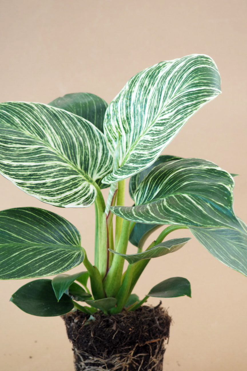 Philodendron Birkin