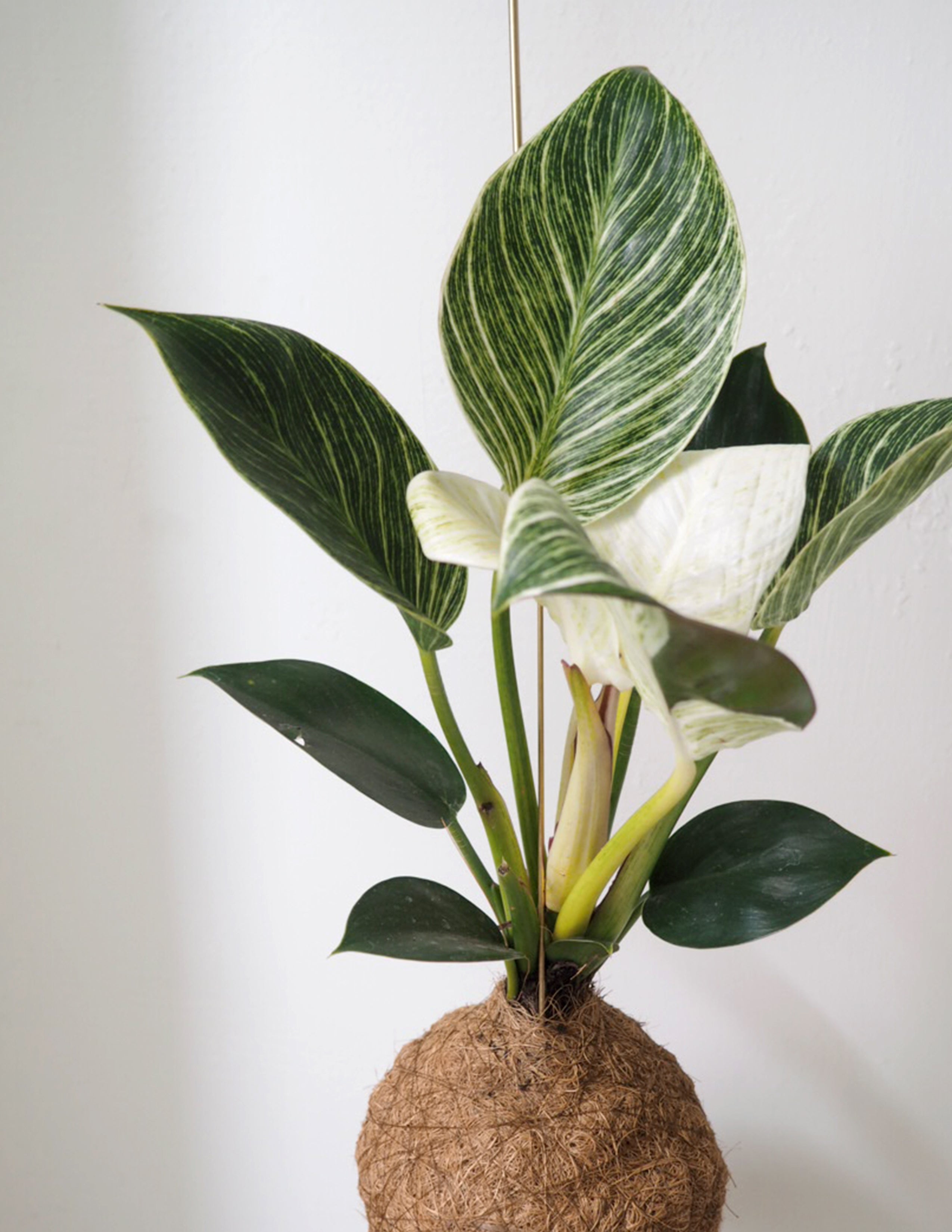 Planteplanet, Philodendron Birkin