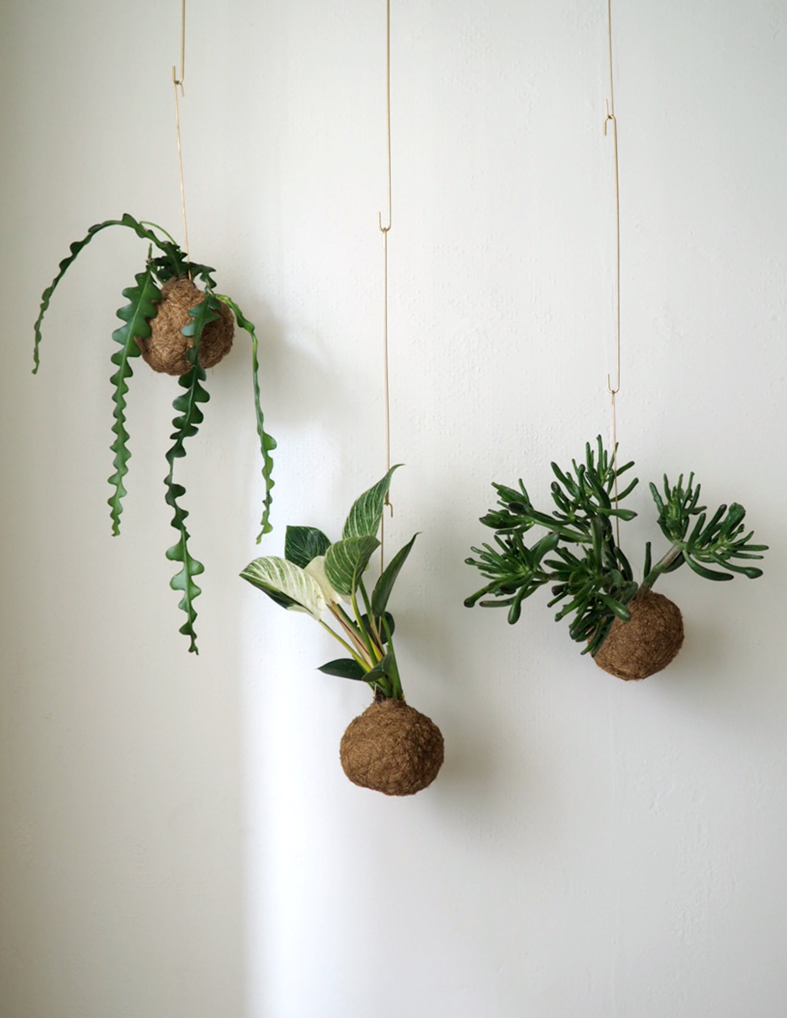 Planteplanet, Organ Pipe