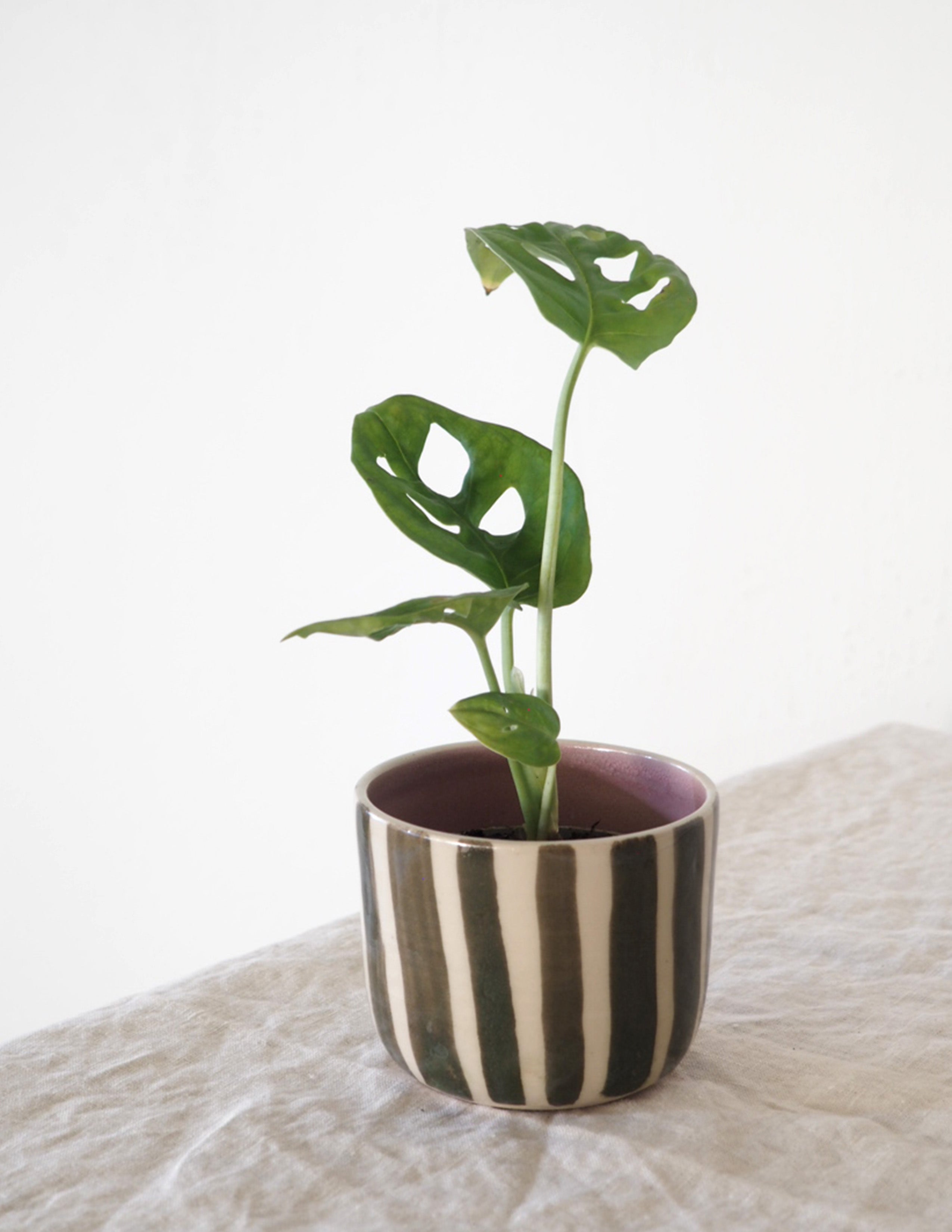 StineMei Plantekop - Stribet grøn